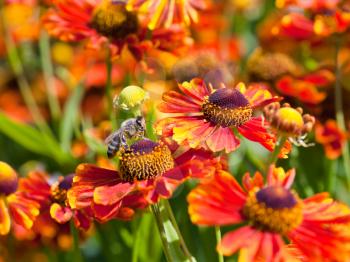 honey bee sips nectar from gaillardia flower outdoors close up