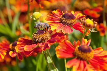 honey bee sips nectar from gaillardia flower in sunny day