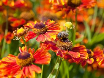 honey bee sips nectar from gaillardia flower macro shot