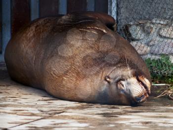 sleeping steller sea lion in zoo