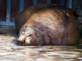 sleeping northern sea lion in zoo
