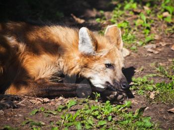 maned wolf on ground in summer day