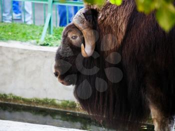 muskox close up in open-air cage