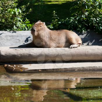 capybara is basking in sun outdoors