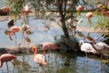 many American Flamingo and Greater Flamingo outdoors