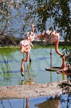 several American Flamingo and Greater Flamingo outdoors