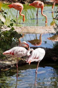 couples of American Flamingo and Greater Flamingo outdoors