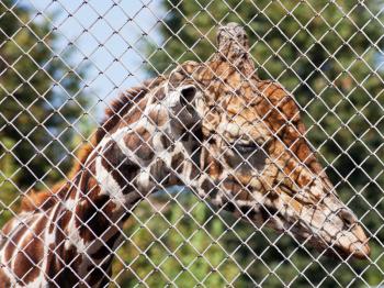 sad giraffe behind grid of open-air cage close up in summer day