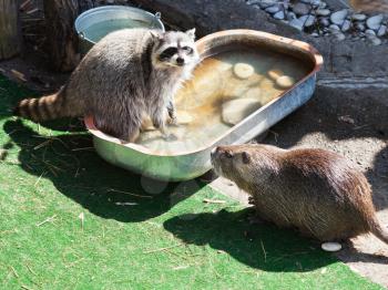 raccoon and coypu near water trough outdoors