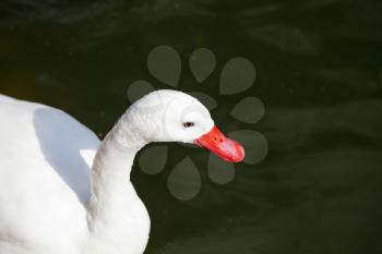 coscoroba swan close up outdoors