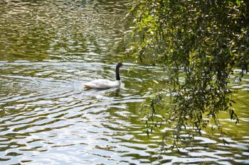 Black-necked Swan (Cygnus melancoryphus) in lake in summer day