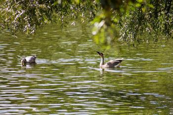 Canada Geese feeding in the lake in summer day