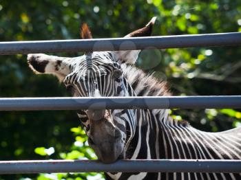 grevy Zebra gnawing iron cage bars outdoors