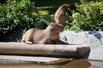 capybara outdoors in summer day