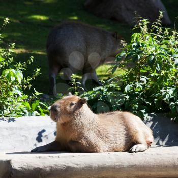 couple of capybaras outdoors in summer day