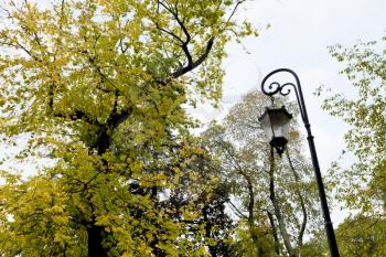 medieval urban lantern and autumn tree in Padua, Italy
