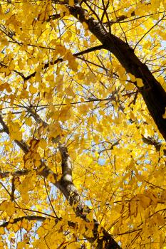 yellow leaves on tree in Ferrara in autumn