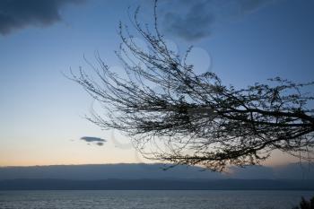 tree brunch on Dead Sea sunset, Jordan