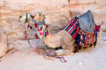 one bedouin camel in Petra, Jordan