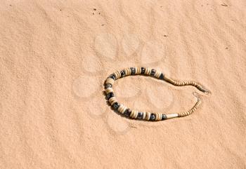 beads on yellow sand dune in Wadi Rum desert, Jordan