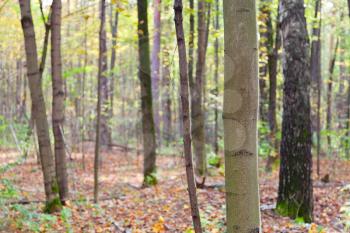 aspen and birch trunks in leaf litter in autumn day