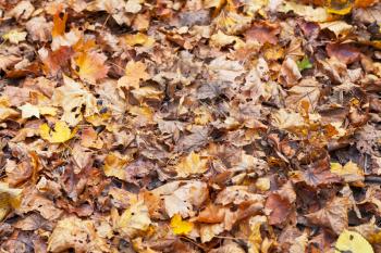 yellow red orange maple leaf litter in autumn forest