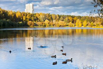 view on urban pond with ducks in autumn day