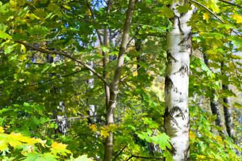 yellow green leaves of maples and birches in autumn forest