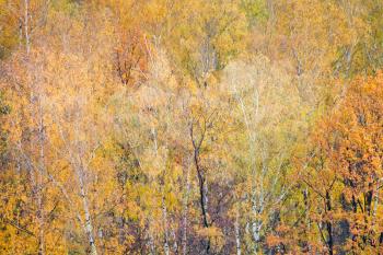 yellow birch in colorful autumn forest