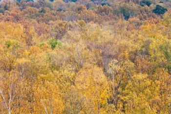 top view of colorful autumn forest