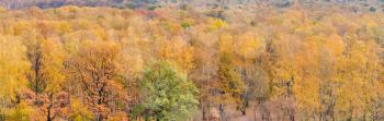 wide panorama of colorful autumn forest