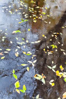 yellow falled leaves in rain puddle on urban asphalt road in autumn day