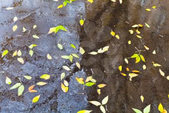yellow falled leaves in rain urban puddle on asphalt road in autumn day