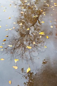 yellow falled leaves and naked tree reflection in rain urban puddle on asphalt road in autumn day