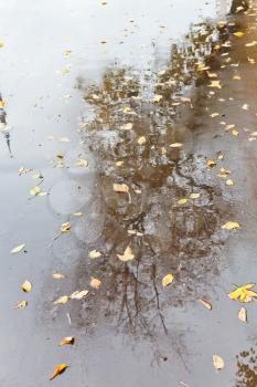 yellow autumn leaves and bare tree reflection in rain urban puddle on asphalt road