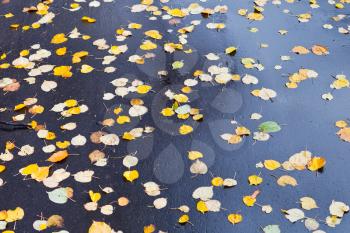 yellow falled leaves on wet asphalt road in autumn day