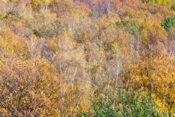 panorama with yellow fallen trees in autumn forest