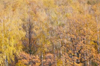 background from yellow fallen trees in autumn forest