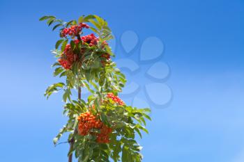 Sorbus branch with ashberry under blue sky