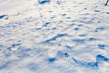 animal footprints on snow in cold winter day