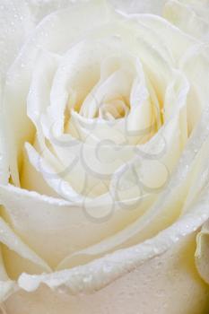 fresh wet white rose close up