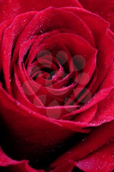 fresh wet red rose close up