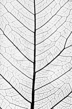 background from tree leaf close up
