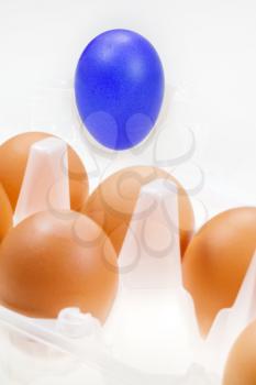 one separate blue hen's egg against several brown eggs