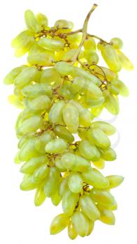 variety husain white grapes isolated on white background