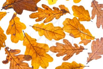 dried autumn oak leaves isolated on white background