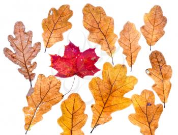 autumn maple leaf surrounded by oak leaves isolated on white background