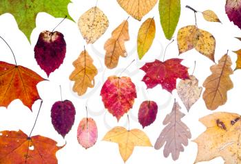 leaf fall from autumn leaves isolated on white background