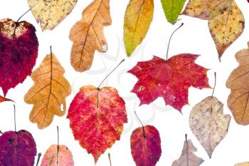 manycolored autumn leaves isolated on white background