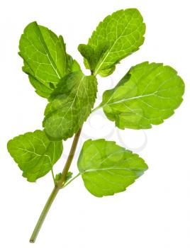 green leaves of fresh peppermint isolated on white background